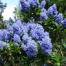 Creeping Mountain Lilac