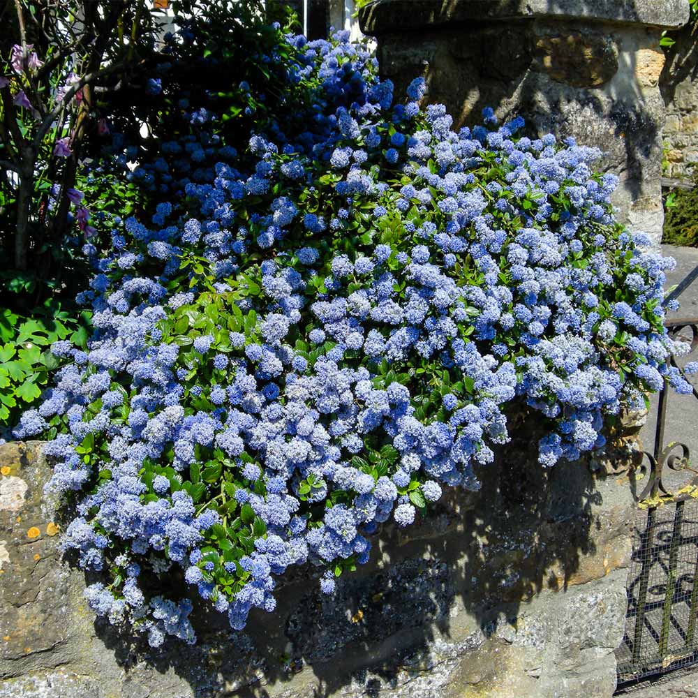 Creeping Mountain Lilac