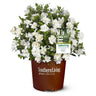 Jubilation Gardenia Shrub