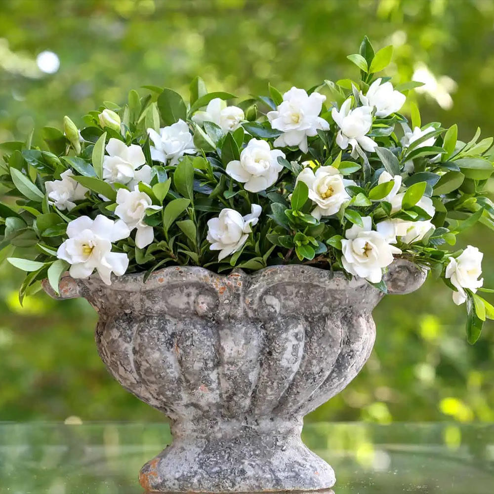 Lowe's White Radicans Dwarf Gardenia Flowering Shrub In Pot (With