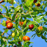 Jujube Tree