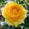 Julia Child Rose