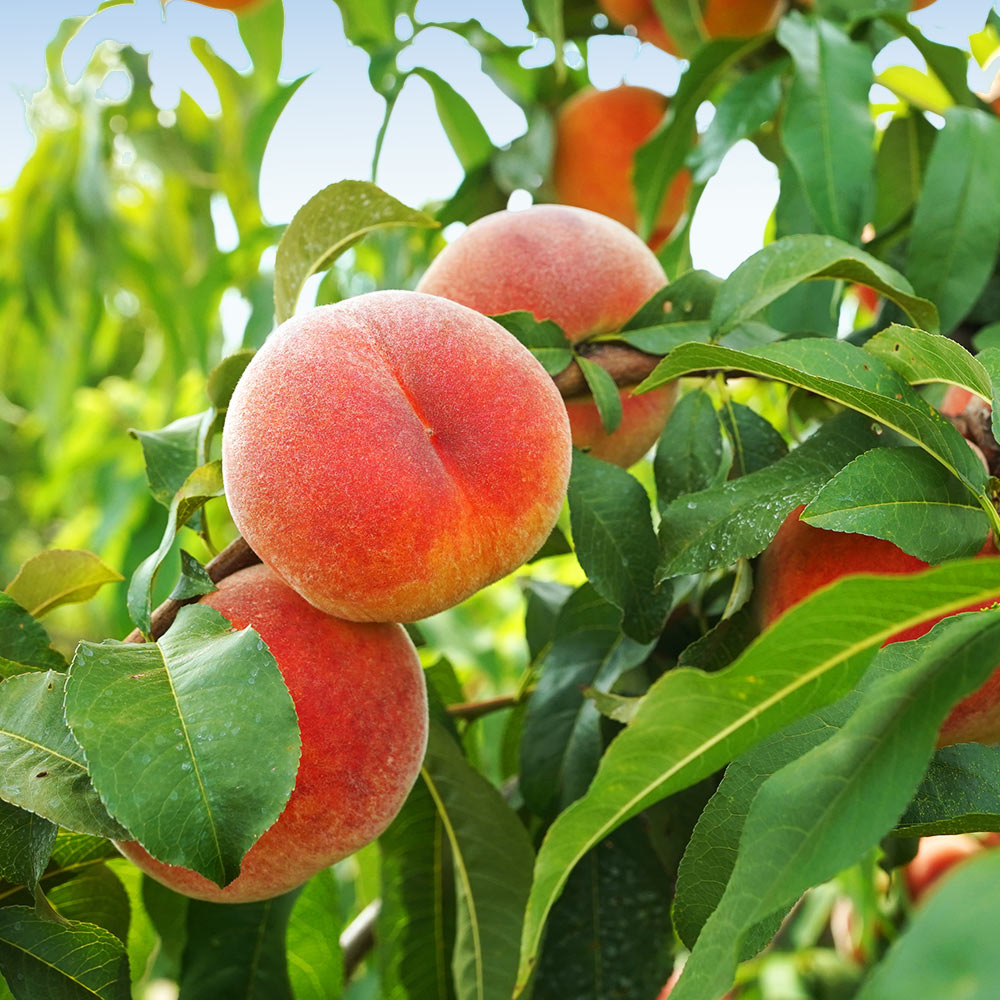 June Gold Peach Trees for Sale