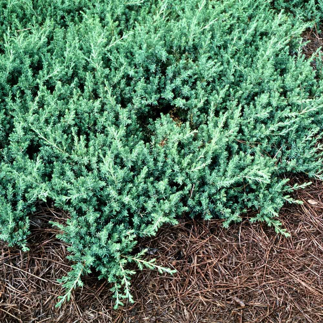 blue pacific juniper