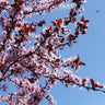 KV' Flowering Plum Tree