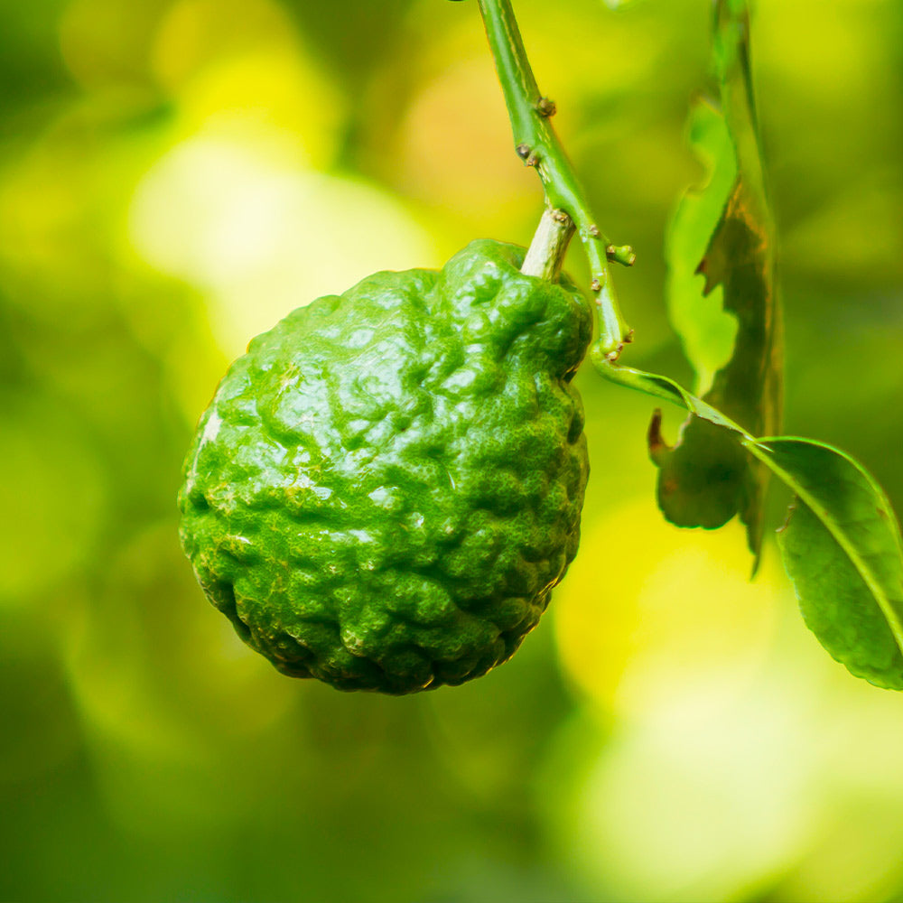 Kaffer 'Kieffer' Lime Tree