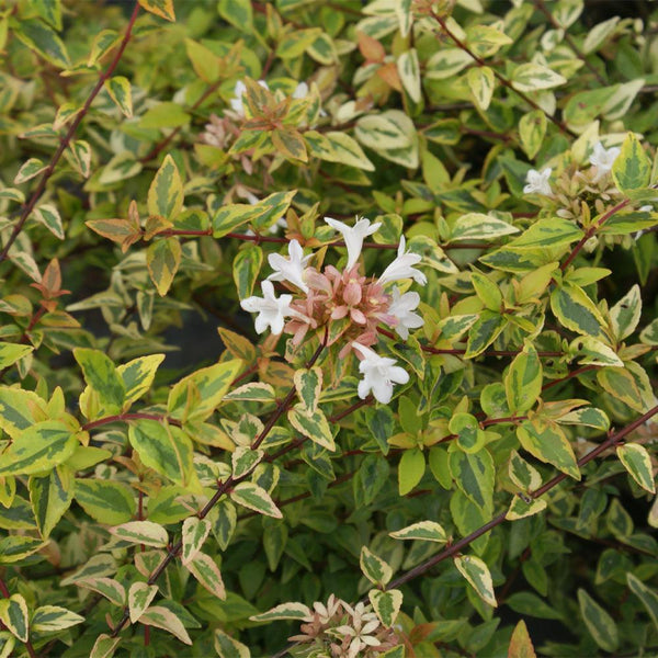 white kaleidoscope abelia