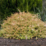 Kaleidoscope Abelia Shrub