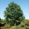 Katsura Tree