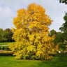 Katsura Tree