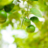 Key Lime Bush