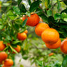 Kishu Mandarin Tree