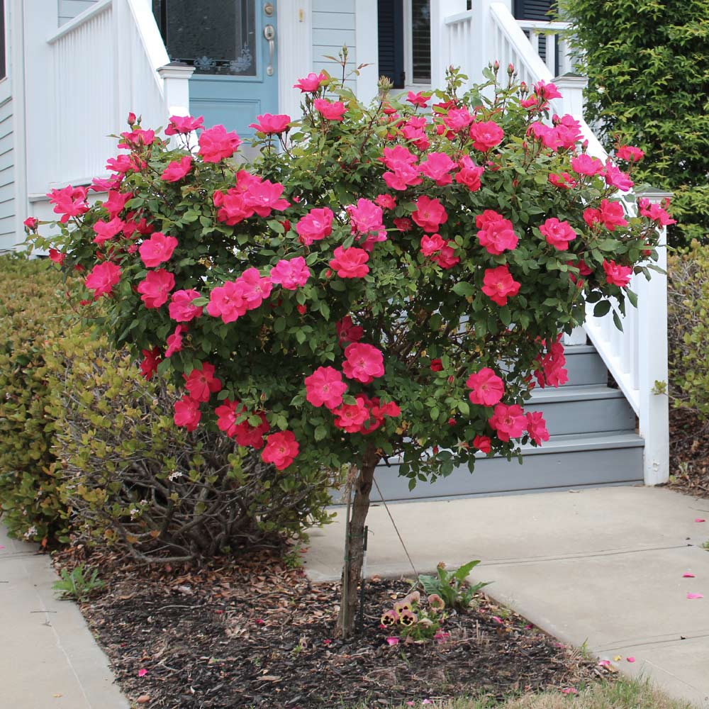 Red Knock Out Rose Trees for Sale– FastGrowingTrees.com