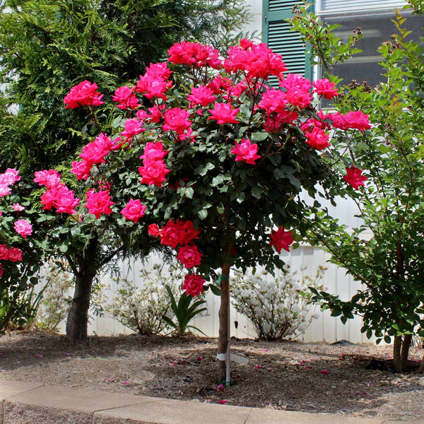 Red Knock Out Rose Trees for Sale– FastGrowingTrees.com