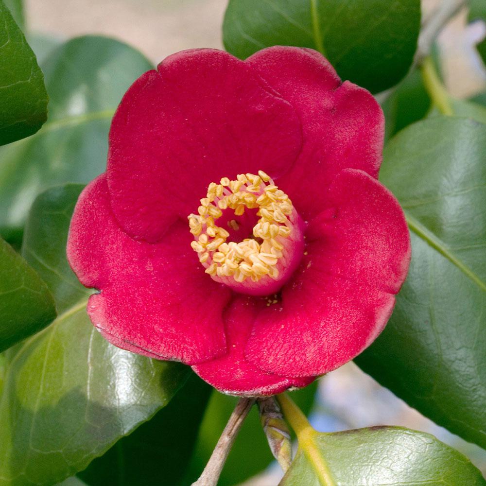 Camellia japonica 'Debutante' - 2 gallon - Camellia - Theaceae (The Tea  family)