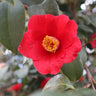 Korean Fire Camellia Shrub