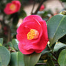 Korean Fire Camellia Shrub