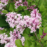 Dwarf Korean Lilac Shrub