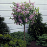 Dwarf Korean Lilac Tree