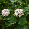 Korean Spice Viburnum Shrub