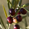 Koroneiki Greek Olive Tree California