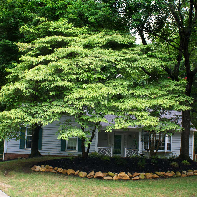 how close can you plant a dogwood tree to your house