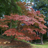 White Kousa Dogwood