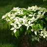 White Kousa Dogwood