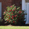 Kramers Camellia Shrub