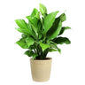 Peace Lily Plant