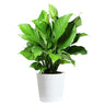 Peace Lily Plant