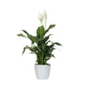 Peace Lily Plant