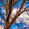 Lacebark Chinese Elm Tree