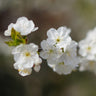 Lapins Cherry Tree