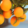 Lane Late Navel Orange