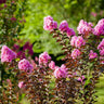 Black Diamond® Lavender Lace™ Crape Myrtle Tree