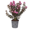 Black Diamond® Lavender Lace™ Crape Myrtle Tree