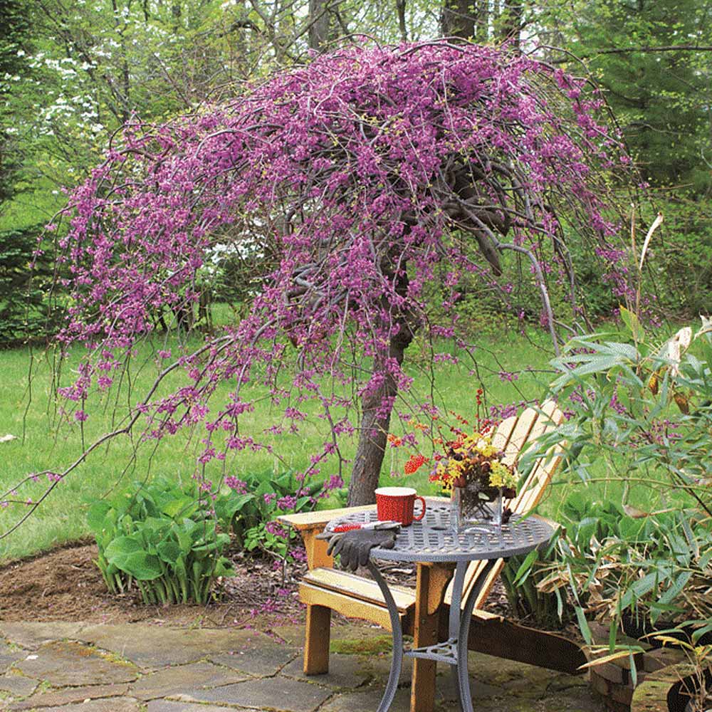 weeping purple tree