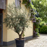Lecciana Olive Tree