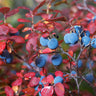 Legacy Blueberry Bush