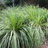 Lemon Grass Plant (Cymbopogon citratus)