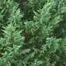 Leyland Cypress Tree