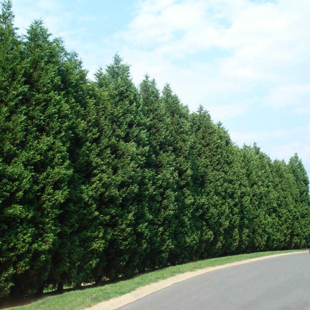 Emerald Green Arborvitae for Sale  Know Before You Buy - PlantingTree