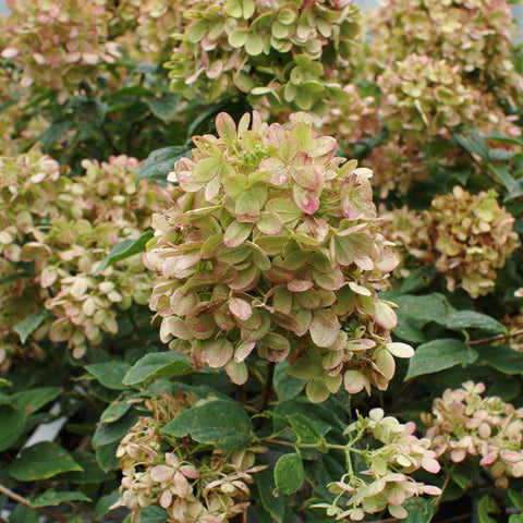 Peegee Hydrangeas