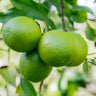 Limequat Citrus Tree