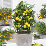 Limequat Citrus Tree California