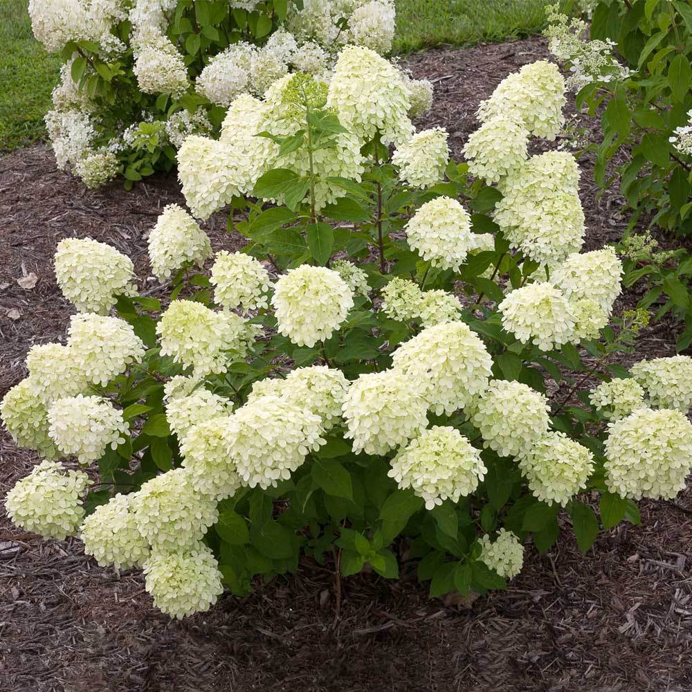 Endless Summer® Hydrangeas for Sale