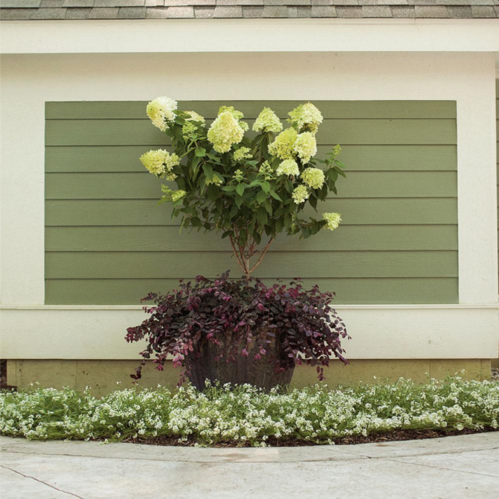 Little LimeÂ® Hydrangea Tree