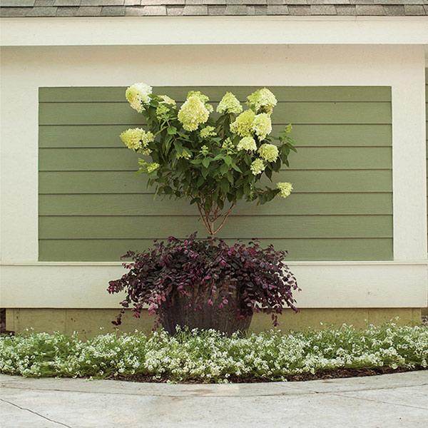 Little Lime® Hydrangea Tree