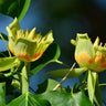 Little Volunteer' Tulip Poplar Tree